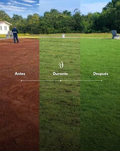 Secuencia de recuperación de una zona verde en tres fases: terreno desnudo, césped germinando y césped ya cerrado