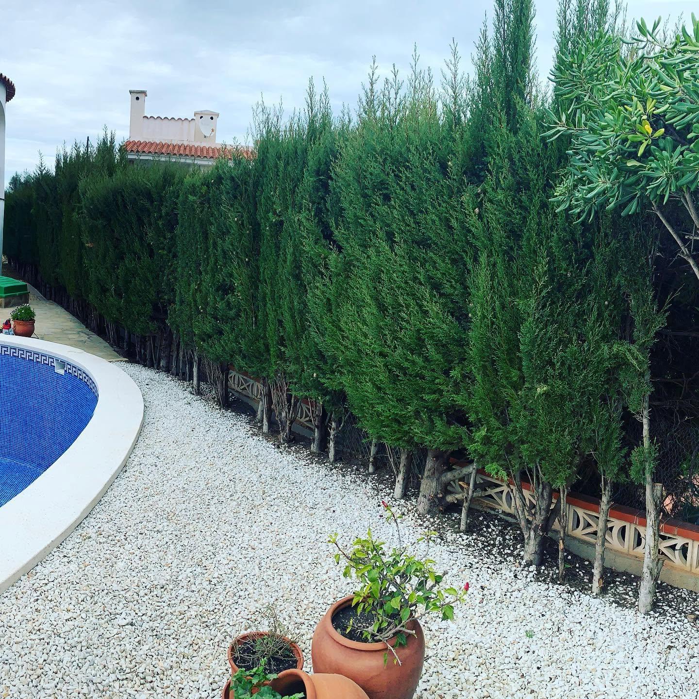 Valla de cipreses junto a una piscina antes de la poda, con las copas desiguales y ramas salidas