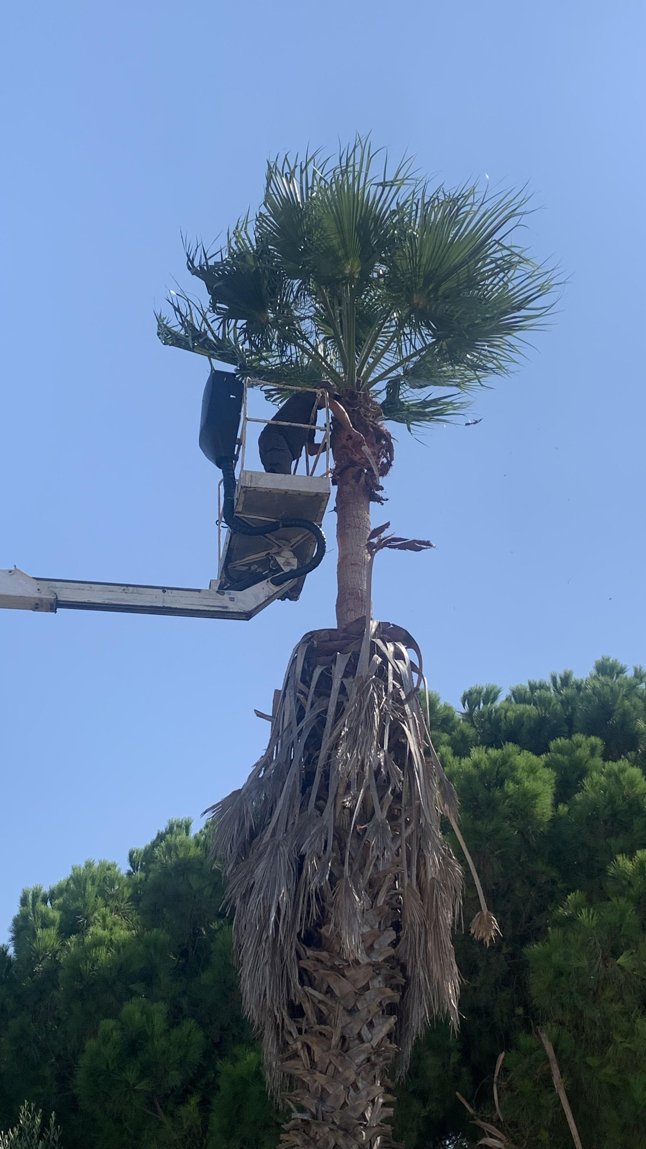 Poda de una palmera washingtonia desde cesta elevadora, cortando las hojas secas bajo la corona verde