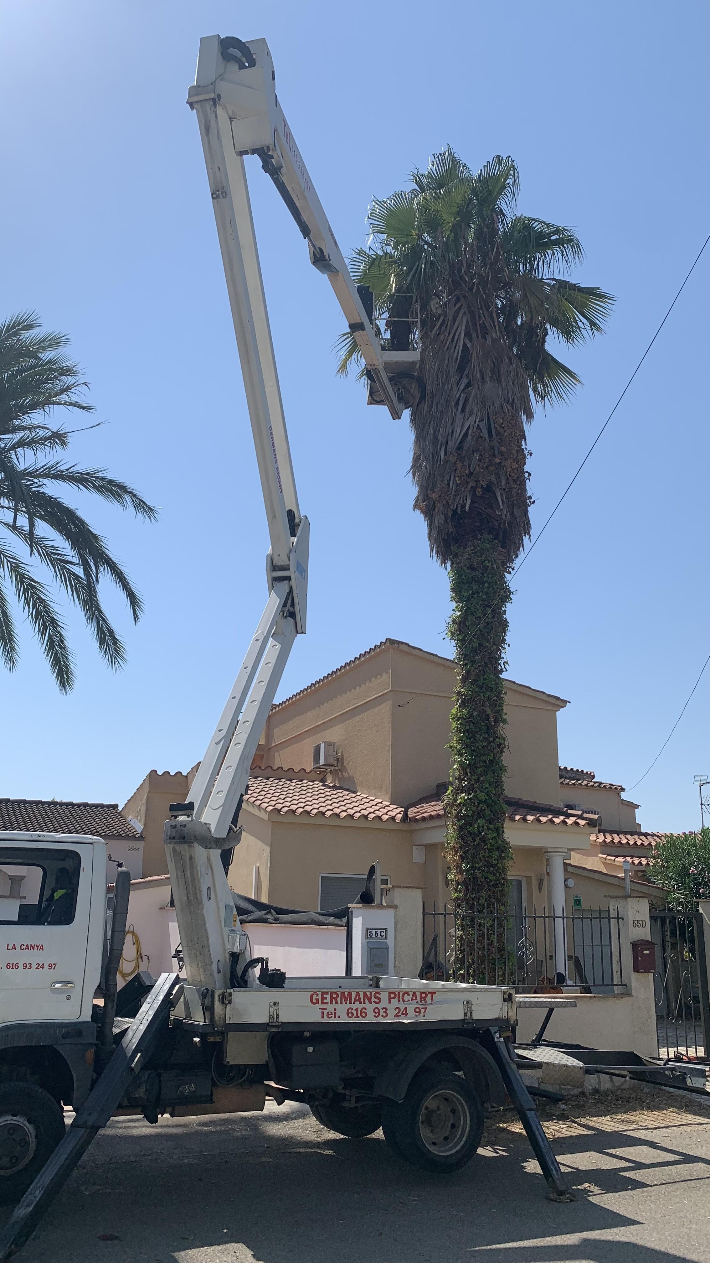 Equipo de RY Forest podando y recogiendo los frutos de una palmera desde una plataforma elevadora alquilada