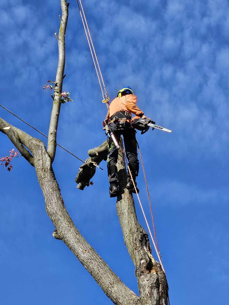 Rabie, de RY Forest, desramando un árbol con arnés, casco y motosierra durante una tala controlada por piezas