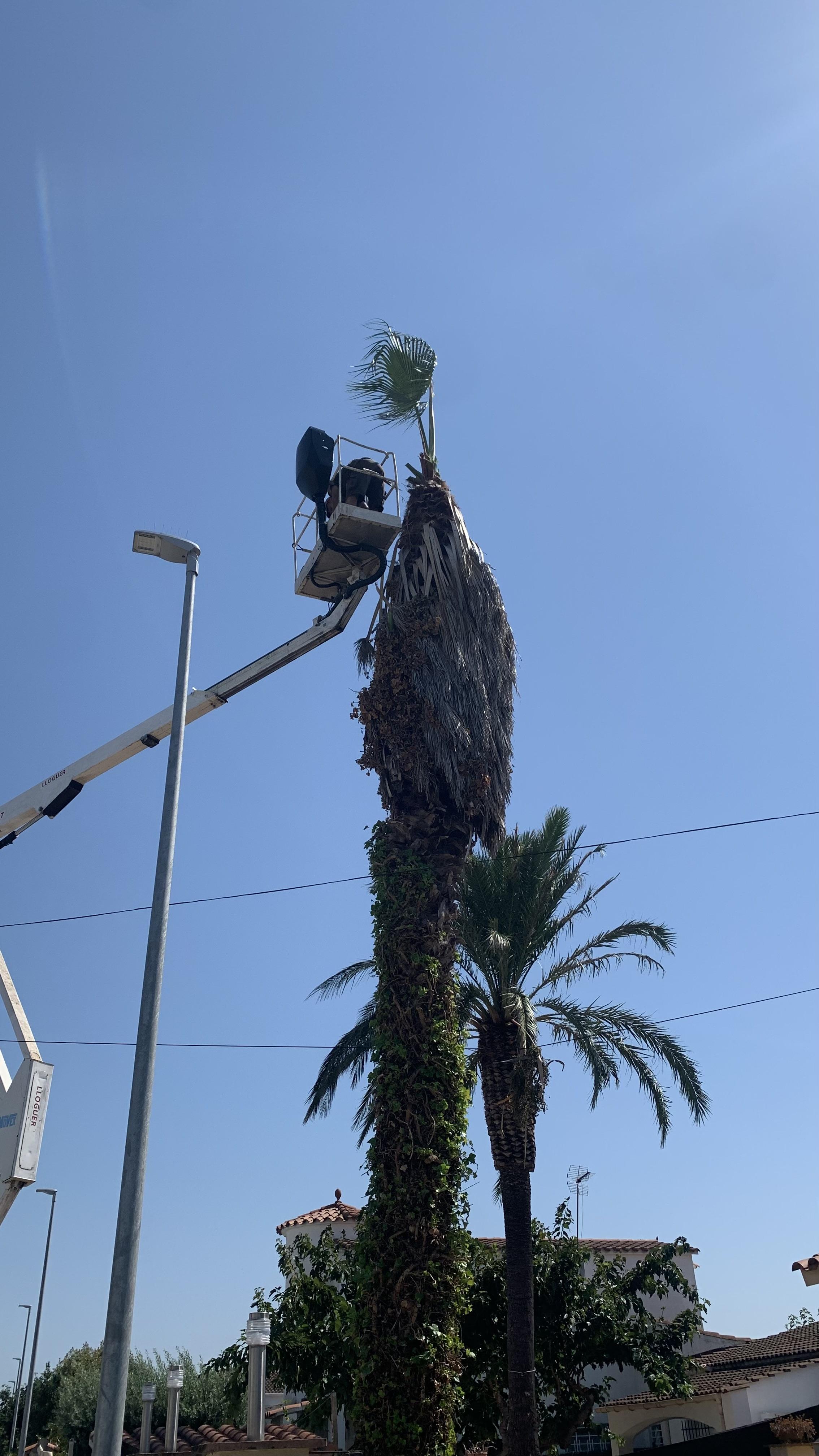 Operario en cesta elevadora retirando las últimas hojas de una palmera alta cubierta de hiedra en una calle