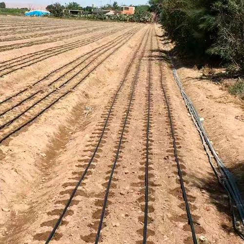 Cintas de riego por goteo extendidas sobre los caballones de una parcela recién preparada