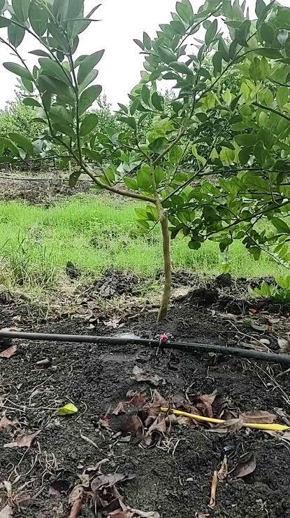 Gotero regando la base de un árbol frutal joven desde el ramal de riego tendido a ras de suelo