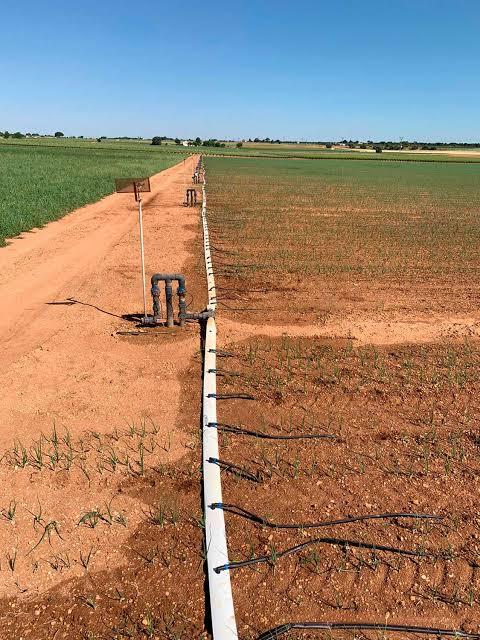 Línea principal de riego por goteo con salidas a cada hilera de cultivo a lo largo de una finca