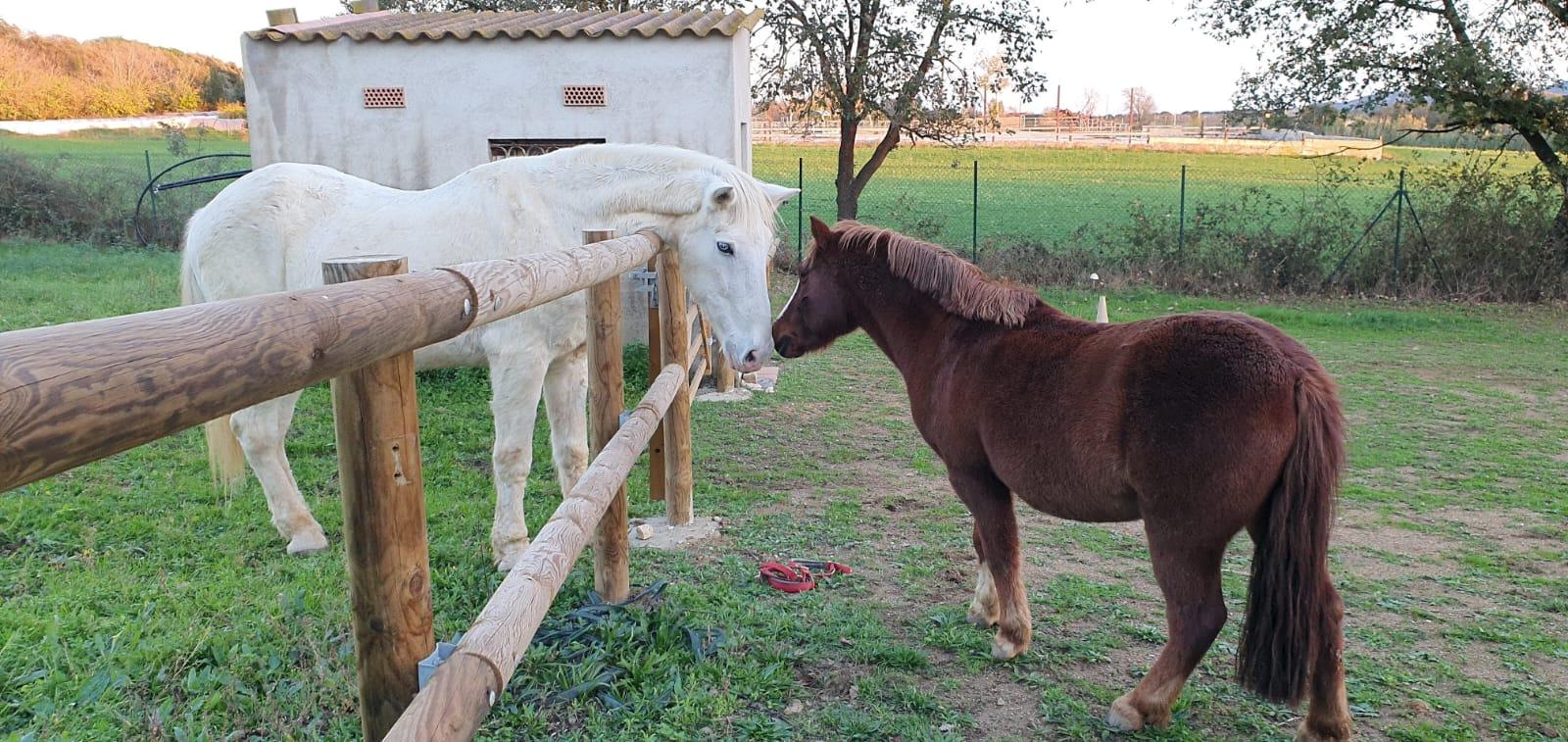 Dos caballos junto a un vallado de madera torneada recién instalado, con los postes anclados a pie de hormigón